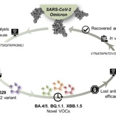 Nuovi peptidi contro le varianti emergenti del virus SARS-CoV-2