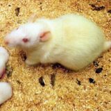 Università Texas, immunologo Casali guida studio sui topi “umanizzati”